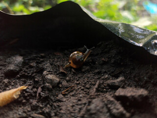 Macro Bush Snail or Bradybaena similaris which is often found around the yard or garden.
Usually...