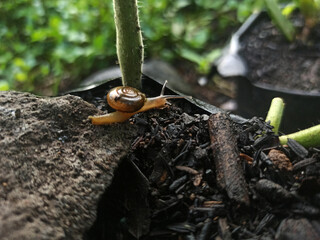 Macro Bush Snail or Bradybaena similaris which is often found around the yard or garden.
Usually hides in bushes, under rocks or other objects on the ground.