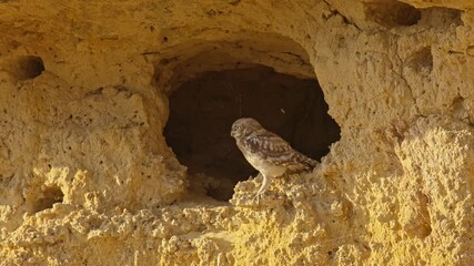 A young Little Owl (Athene noctua) sits at the entrance of its nesting hole in a clay cliff and preens its feathers