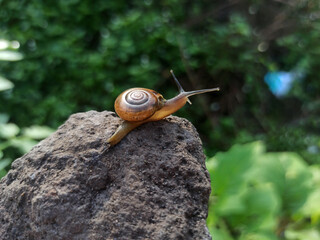 Macro Bush Snail or Bradybaena similaris which is often found around the yard or garden.
Usually...
