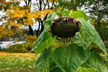 Late Season Sunflower in Autumn, Finland