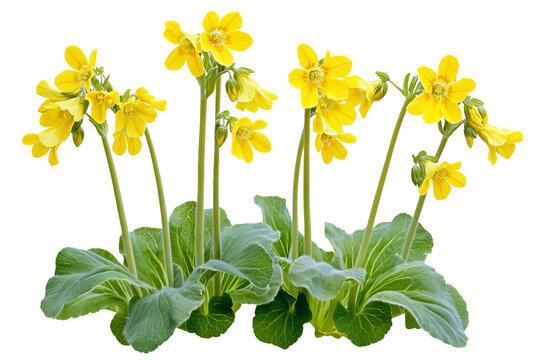 High-resolution Cowslip flower cluster on transparent background &mdash; isolated PNG botanical cutout perfect for floral overlays, invitations, scrapbooking, and elegant digital design