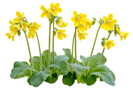 High-resolution Cowslip flower cluster on transparent background — isolated PNG botanical cutout perfect for floral overlays, invitations, scrapbooking, and elegant digital design - Powered by Adobe
