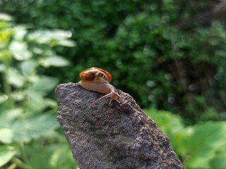 Macro Bush Snail or Bradybaena similaris which is often found around the yard or garden.
Usually...