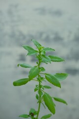 Fresh Lemon basil (Ocimum × citriodorum), Daun kemangi , Hoary basil green growth in home garden.