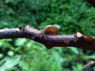 Macro Bush Snail or Bradybaena similaris which is often found around the yard or garden.
Usually hides in bushes, under rocks or other objects on the ground.