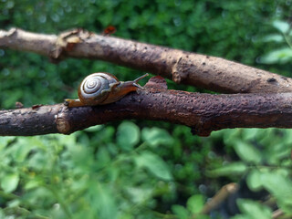 Macro Bush Snail or Bradybaena similaris which is often found around the yard or garden.
Usually...