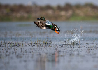 Northern shoveler taking off from water in the swamps. Selective focus.