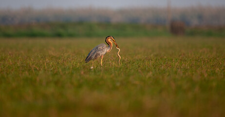 Purple heron hunting a water snake in the wetlands. Selective focus.