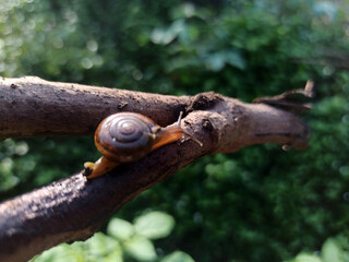 Macro Bush Snail or Bradybaena similaris which is often found around the yard or garden.
Usually...