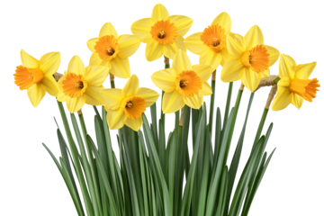 High-resolution daffodil flower cluster isolated on transparent background — detailed PNG botanical cutout ideal for spring floral overlays, wedding invitations, greeting cards and scrapbooking