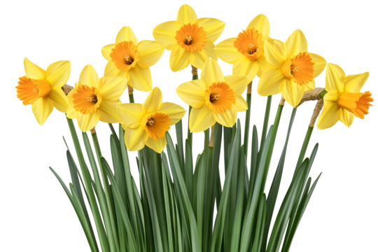 High-resolution daffodil flower cluster isolated on transparent background — detailed PNG botanical cutout ideal for spring floral overlays, wedding invitations, greeting cards and scrapbooking