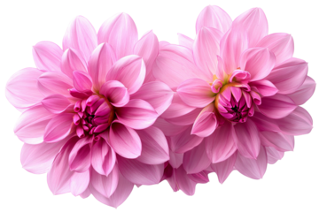 High-resolution dahlia flower cluster isolated on transparent background — seamless PNG cutout ideal for floral overlays, wedding invitations, scrapbooking, botanical wall art and elegant nature