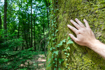A man's hand touches the trunk of a large tree in the forest with copy space.