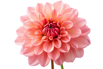 High-resolution dahlia flower cluster isolated on transparent background — seamless PNG cutout ideal for floral overlays, wedding invitations, scrapbooking, botanical wall art and elegant nature