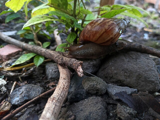 A large land snail crawls in a green plant polybag, against a background of lush, wet leaves.