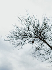 dead tree in winter