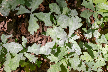 Oak powdery mildew disease on young oak trees in the forest.