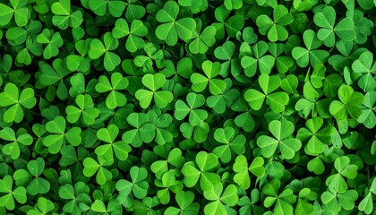 Lush Green Clover Leaf Background.