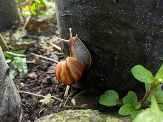 A large land snail crawls in a green plant polybag, against a background of lush, wet leaves.