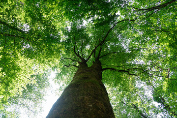 View from below towards the top of a tree with a green crown illuminated by the sun.