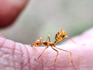 Ants bite human hands, weaver ant (Oecophylla smaragdina)