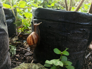 A large land snail crawls in a green plant polybag, against a background of lush, wet leaves.