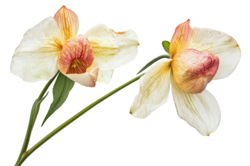 Darwin’s Slipper Flower cluster isolated on transparent background — high-resolution PNG botanical cut-out for seamless floral overlays, greeting cards, wedding invitations and scrapbooking