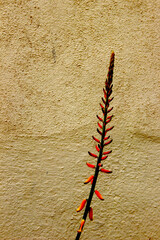 Bunch of Aloe Vera Flower Buds