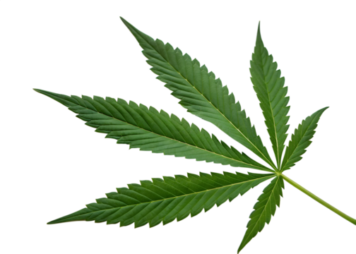 Marijuana leaf on transparent background. medical marijuana leaf. design illustration
