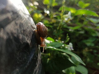Macro Bush Snail or Bradybaena similaris which is often found around the yard or garden.
Usually...
