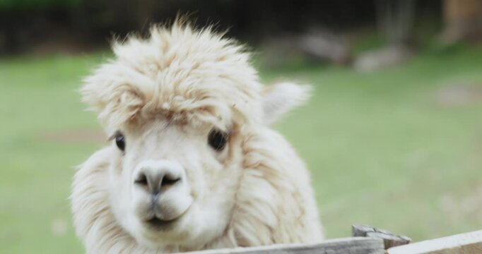 Three alpacas peek over a wooden fence, their fluffy fur standing out. They watch curiously with alert postures.