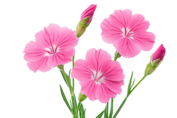 High-resolution Dianthus flower bouquet isolated on transparent background — seamless PNG cut-out ideal for wedding invitations, scrapbook overlays, botanical wall art, and elegant digital design