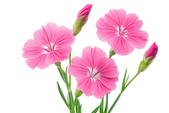 High-resolution Dianthus flower bouquet isolated on transparent background — seamless PNG cut-out ideal for wedding invitations, scrapbook overlays, botanical wall art, and elegant digital design