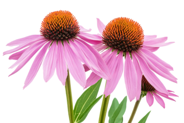 High-resolution Echinacea flower cluster PNG cutout with transparent background, designed for seamless floral overlays in digital art, wedding invitations, and greeting card projects