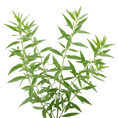 Obraz premium Bitter Leaf Plant – Sambiloto 