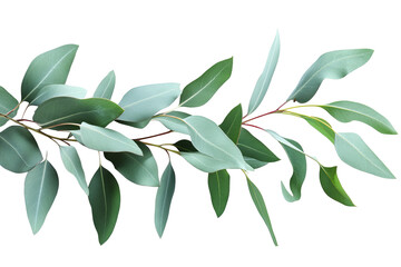 High-resolution isolated eucalyptus branch with natural silvery green leaves on transparent background, perfect PNG cutout for botanical overlays, wedding invitations, scrapbooking, and modern graphic