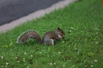 Eichhörnchen auf Wiese