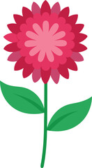 Aster, China on white background