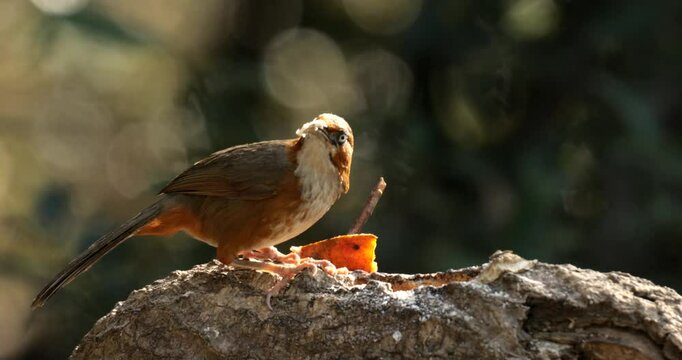 A Scimitar Babbler feeding on grounded peanuts