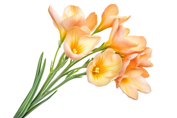Naklejka premium High-resolution freesia flower cluster isolated on transparent background — seamless PNG cutout ideal for wedding invitations, scrapbooking, and elegant botanical overlays