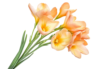 High-resolution freesia flower cluster isolated on transparent background — seamless PNG cutout ideal for wedding invitations, scrapbooking, and elegant botanical overlays