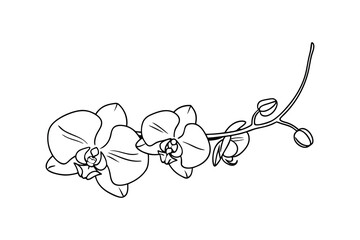 Elegant black and white line art illustration of orchid flowers on a branch