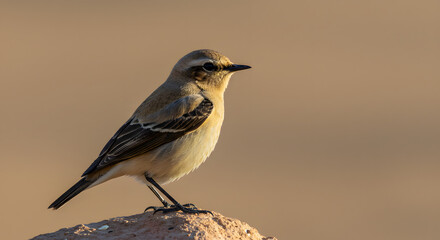 Fototapeta premium Soft-Feathered Wheatear PNG