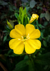 Fototapeta premium yellow common evening primrose flower