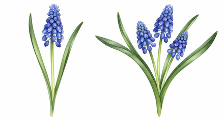 Beautiful Blue Muscari Flowers Spring Blooms Botanical Illustration