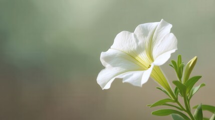 Obraz premium Soft Silhouette of a White Petunia Flower on a Plain Background