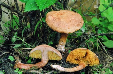 Close-up of Old Man of the Woods edible mushroom (Strobilomyces strobilaceus) growing on forest...
