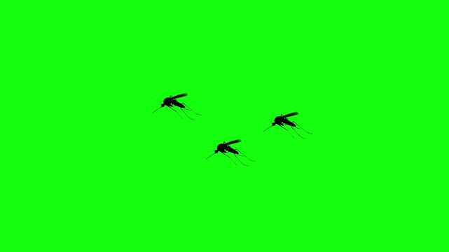 Three mosquitoes fly animation video on green screen and white background isolated cartoon mosquito