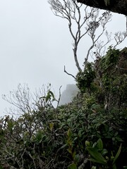 trees in the fog